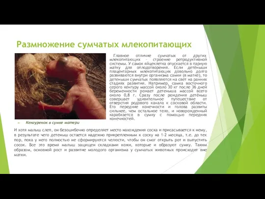 Размножение сумчатых млекопитающих Главное отличие сумчатых от других млекопитающих –