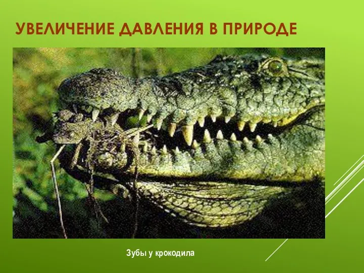 УВЕЛИЧЕНИЕ ДАВЛЕНИЯ В ПРИРОДЕ Зубы у крокодила
