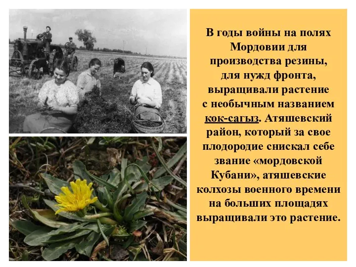 В годы войны на полях Мордовии для производства резины, для нужд фронта, выращивали