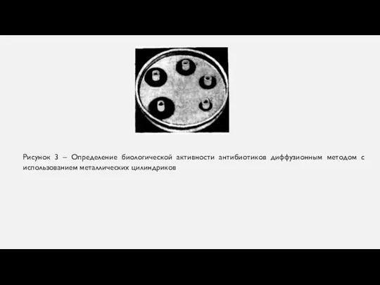 Рисунок 3 – Определение биологической активности антибиотиков диффузионным методом с использованием металлических цилиндриков