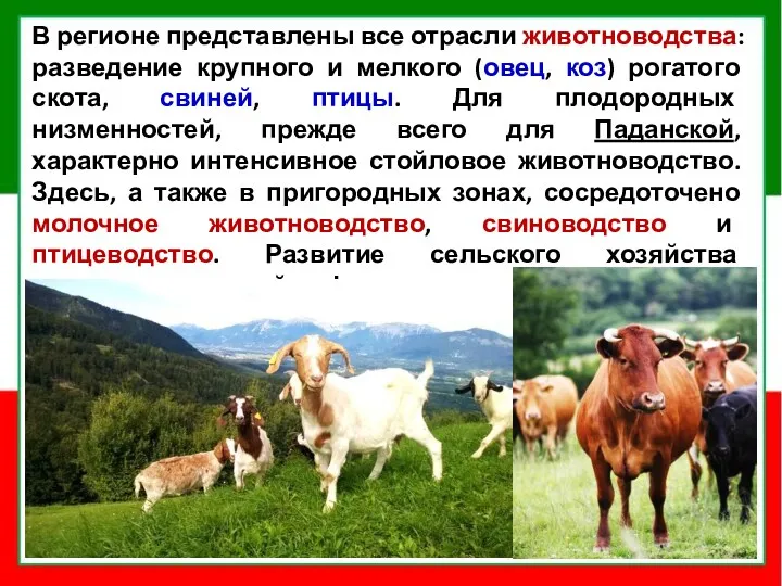 В регионе представлены все отрасли животноводства: разведение крупного и мелкого (овец, коз) рогатого