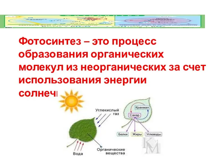 Фотосинтез – это процесс образования органических молекул из неорганических за счет использования энергии солнечного света.