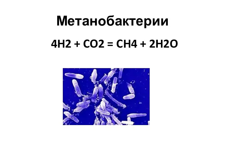 Метанобактерии 4H2 + CO2 = CH4 + 2H2O