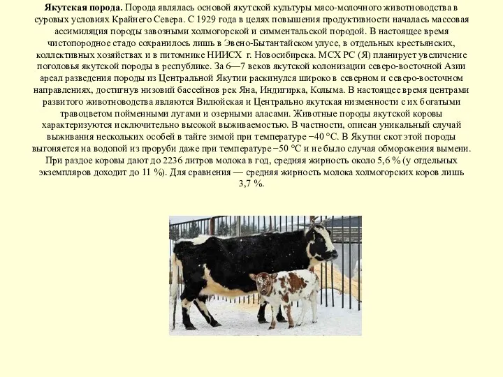 Якутская порода. Порода являлась основой якутской культуры мясо-молочного животноводства в суровых условиях Крайнего