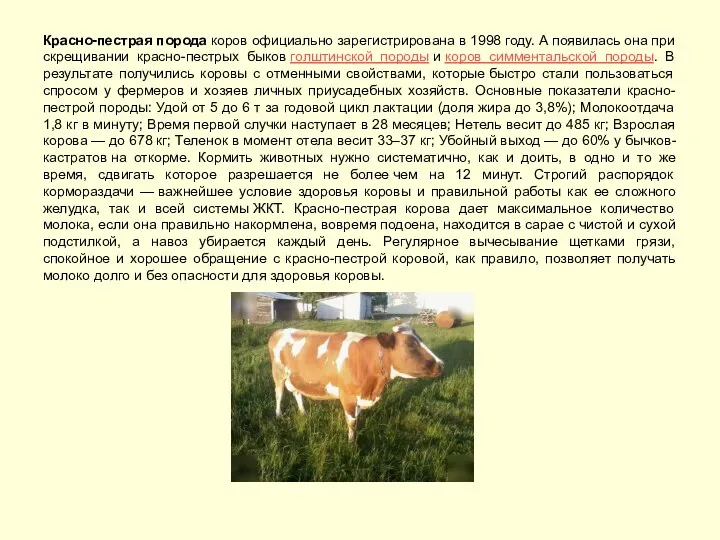 Красно-пестрая порода коров официально зарегистрирована в 1998 году. А появилась она при скрещивании