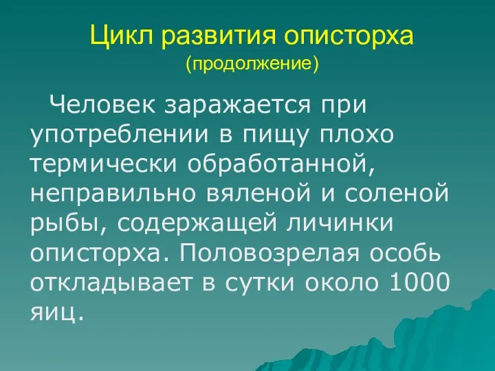 Цикл развития описторха (продолжение) Человек заражается при употреблении в пищу