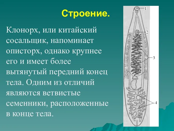 Клонорх, или китайский сосальщик, напоминает описторх, однако крупнее его и