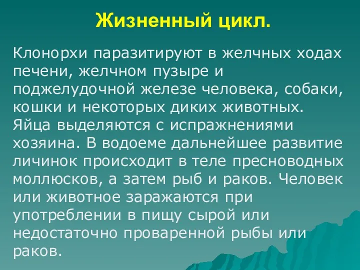 Клонорхи паразитируют в желчных ходах печени, желчном пузыре и поджелудочной