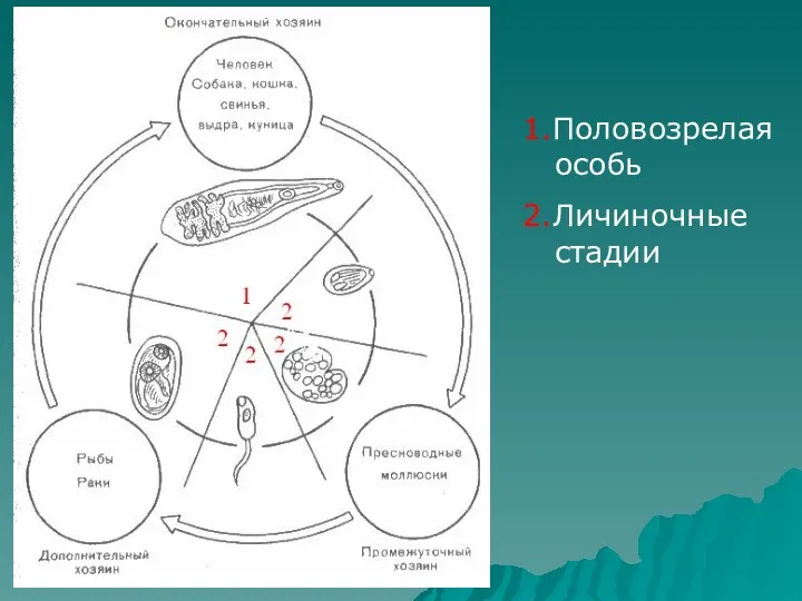 1.Половозрелая особь 2.Личиночные стадии