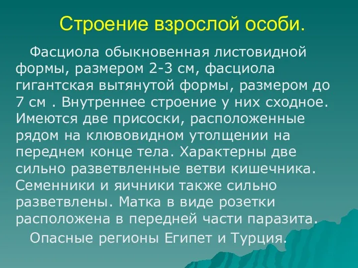 Строение взрослой особи. Фасциола обыкновенная листовидной формы, размером 2-3 см,