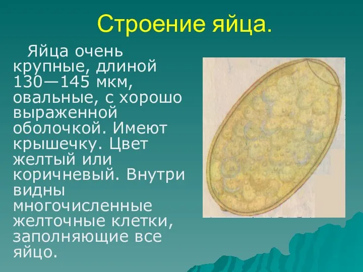 Строение яйца. Яйца очень крупные, длиной 130—145 мкм, овальные, с