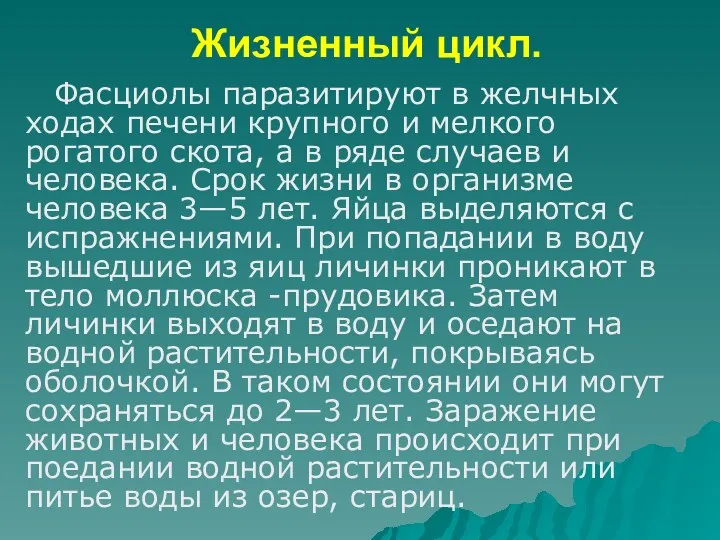 Жизненный цикл. Фасциолы паразитируют в желчных ходах печени крупного и