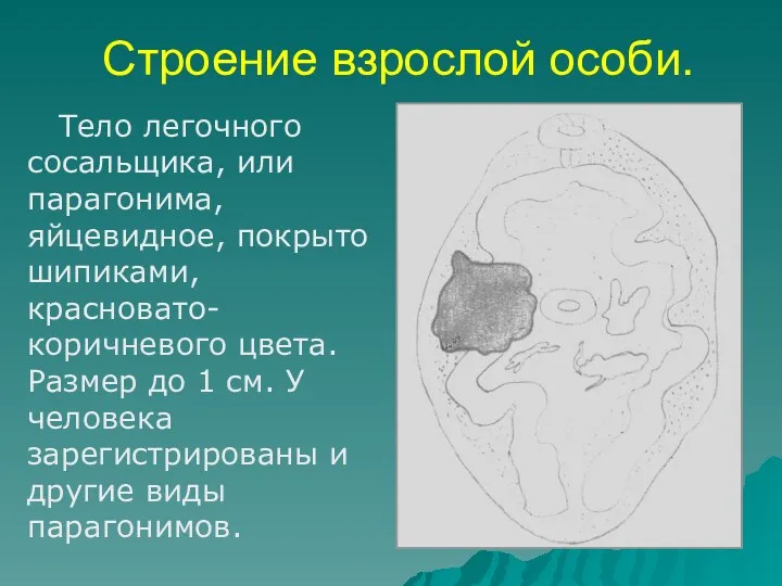 Строение взрослой особи. Тело легочного сосальщика, или парагонима, яйцевидное, покрыто