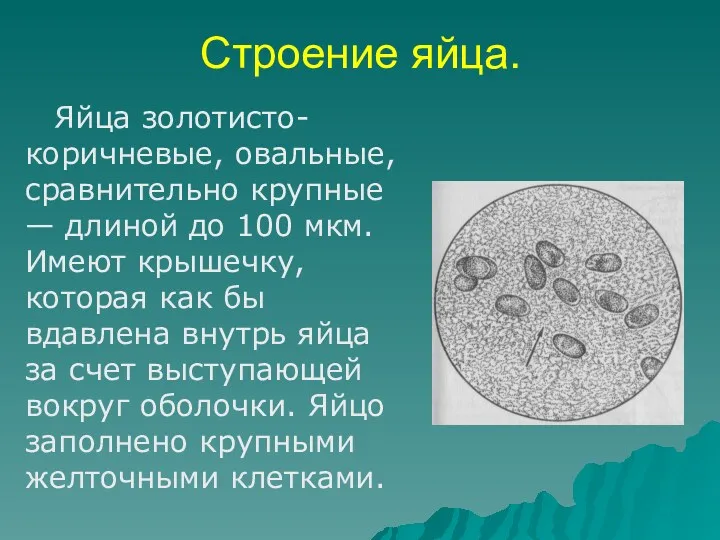 Строение яйца. Яйца золотисто-коричневые, овальные, сравнительно крупные — длиной до