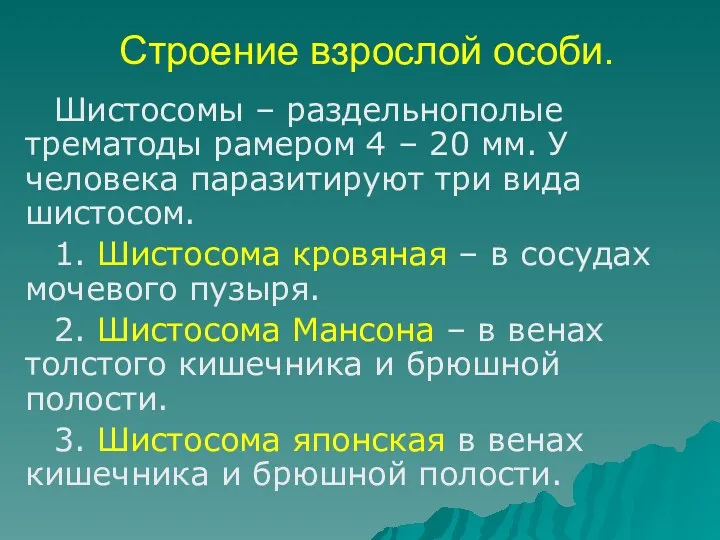 Строение взрослой особи. Шистосомы – раздельнополые трематоды рамером 4 –