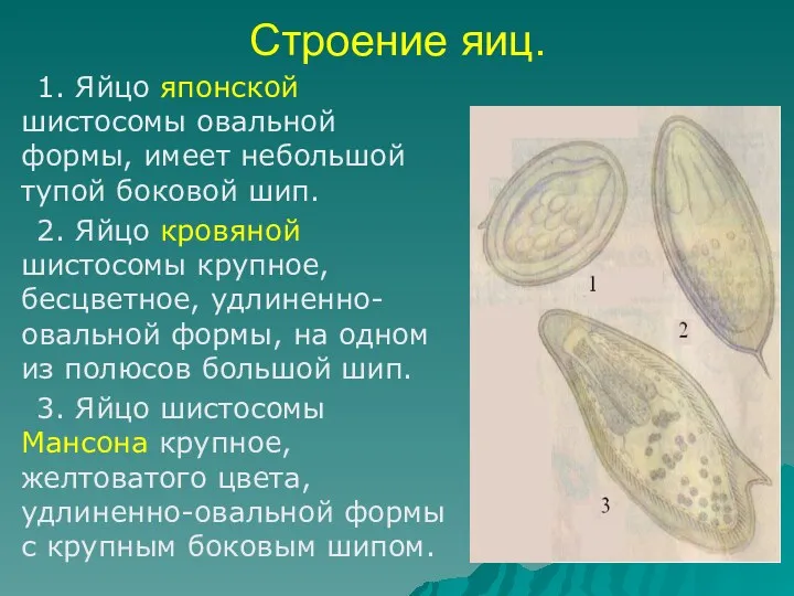 Строение яиц. 1. Яйцо японской шистосомы овальной формы, имеет небольшой