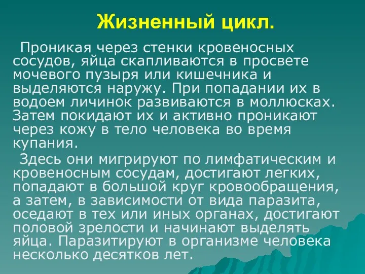 Жизненный цикл. Проникая через стенки кровеносных сосудов, яйца скапливаются в