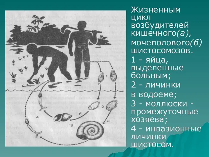 Жизненным цикл возбудителей кишечного(а), мочеполового(б) шистосомозов. 1 - яйца, выделенные