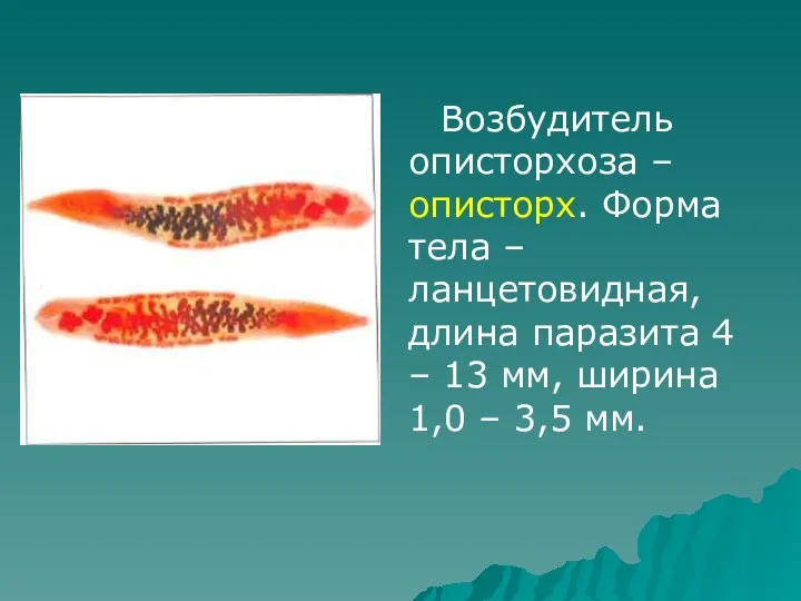 Возбудитель описторхоза – описторх. Форма тела – ланцетовидная, длина паразита