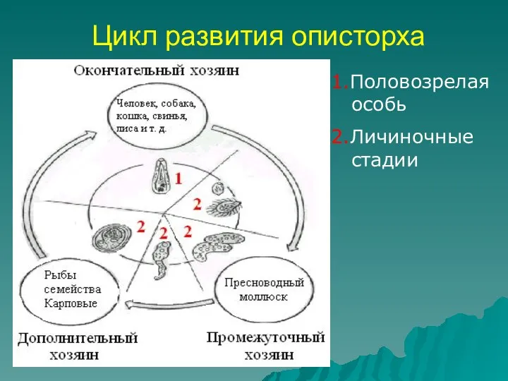 Цикл развития описторха 1.Половозрелая особь 2.Личиночные стадии