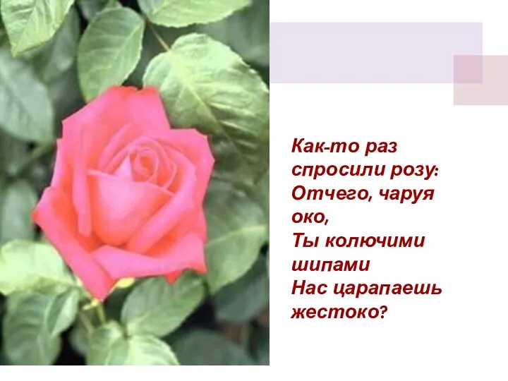 Как-то раз спросили розу: Отчего, чаруя око, Ты колючими шипами Нас царапаешь жестоко?