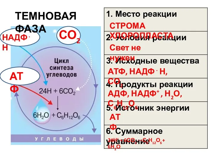 ЦИКЛ КАЛЬВИНА ТЕМНОВАЯ ФАЗА АТФ НАДФ . Н СО2 СТРОМА