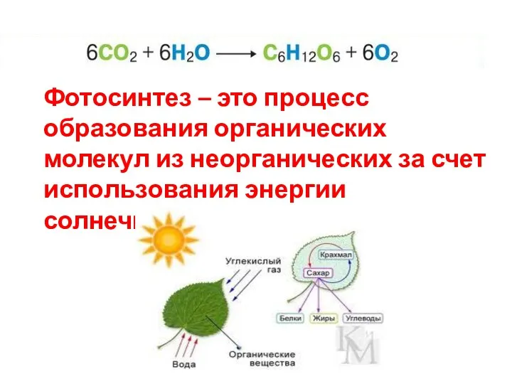Фотосинтез – это процесс образования органических молекул из неорганических за счет использования энергии солнечного света.