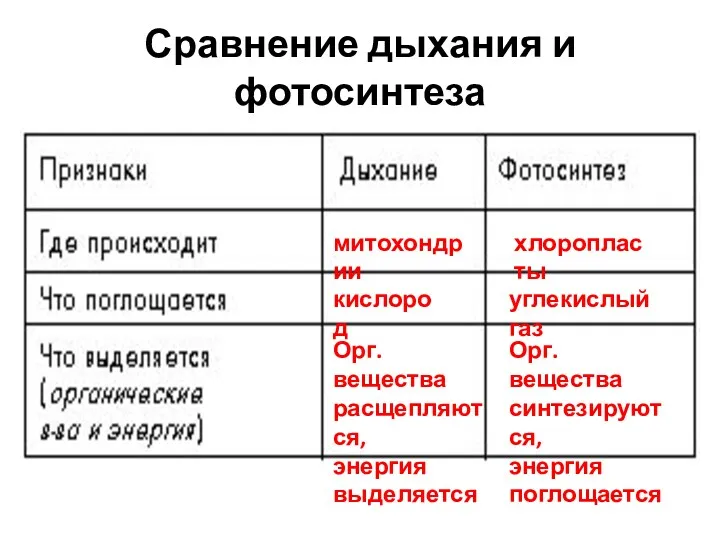 митохондрии хлоропласты кислород углекислый газ Орг. вещества расщепляются, энергия выделяется