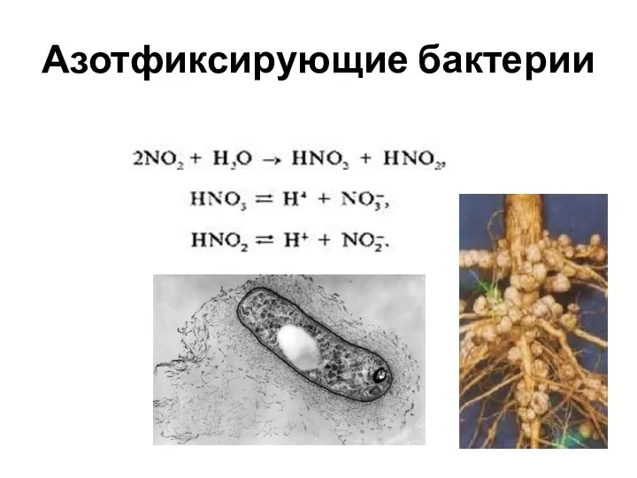 Азотфиксирующие бактерии