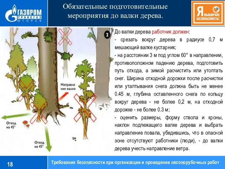 Обязательные подготовительные мероприятия до валки дерева. Требования безопасности при организации