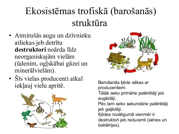 Ekosistēmas trofiskā (barošanās) struktūra Atmirušās augu un dzīvnieku atliekas jeb