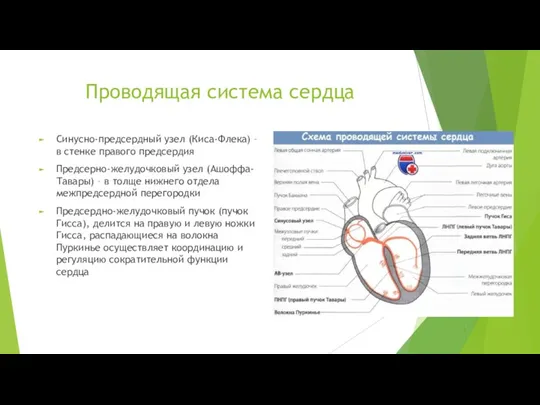 Проводящая система сердца Синусно-предсердный узел (Киса-Флека) – в стенке правого