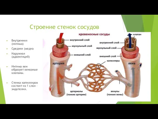 Строение стенок сосудов Внутренняя (интима) Средняя (медиа Наружная (адвентиций) Интима