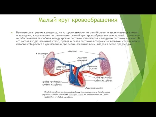 Малый круг кровообращения Начинается в правом желудочке, из которого выходит