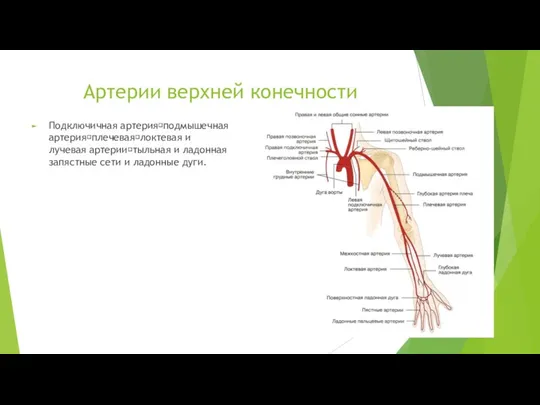 Артерии верхней конечности Подключичная артерия?подмышечная артерия?плечевая?локтевая и лучевая артерии?тыльная и ладонная запястные сети и ладонные дуги.