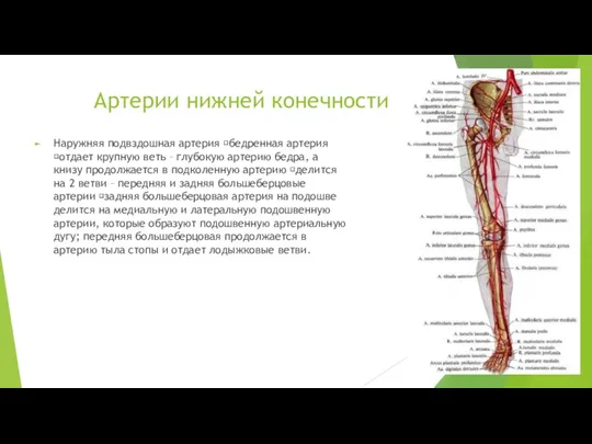 Артерии нижней конечности Наружняя подвздошная артерия ?бедренная артерия ?отдает крупную