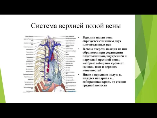 Система верхней полой вены