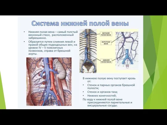 Система нижней полой вены