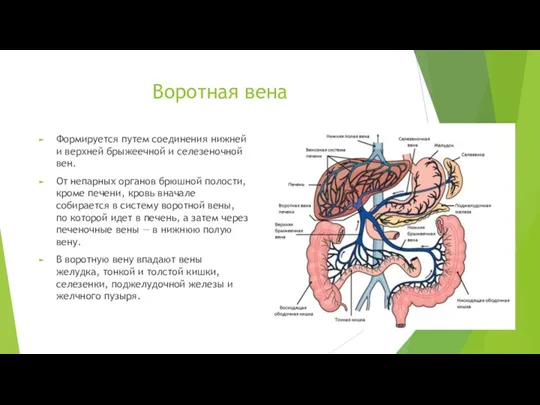 Воротная вена Формируется путем соединения нижней и верхней брыжеечной и