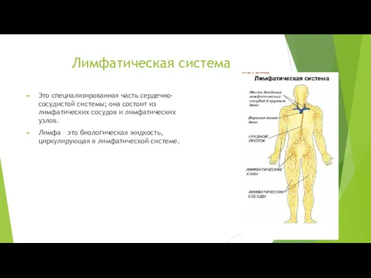 Лимфатическая система Это специализированная часть сердечно-сосудистой системы; она состоит из