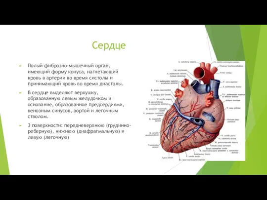 Сердце Полый фиброзно-мышечный орган, имеющий форму конуса, нагнетающий кровь в