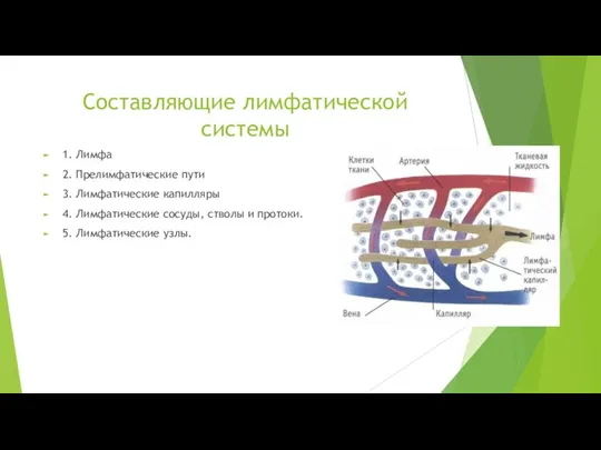 Составляющие лимфатической системы 1. Лимфа 2. Прелимфатические пути 3. Лимфатические