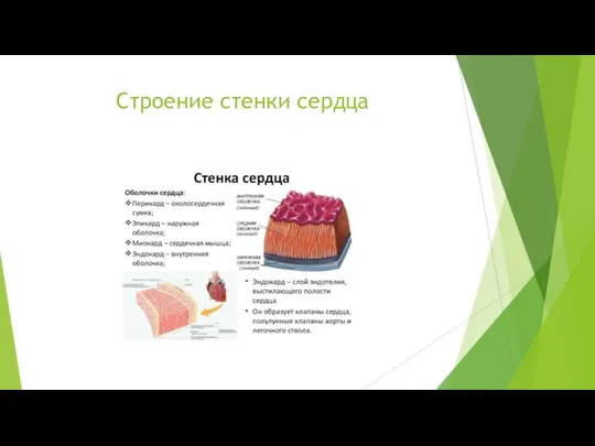 Строение стенки сердца