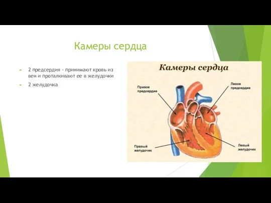 Камеры сердца 2 предсердия - принимают кровь из вен и проталкивают ее в желудочки 2 желудочка