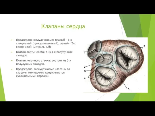 Клапаны сердца Предсердно-желудочковые: правый – 3-х створчатый (трикуспидальный), левый –