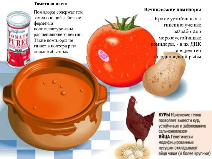 Томатная паста Помидоры содержат ген, замедляющий действие фермента полигалактуроназы, расщепляющего