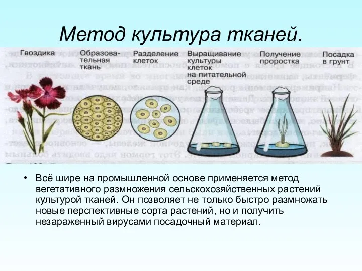 Метод культура тканей. Всё шире на промышленной основе применяется метод