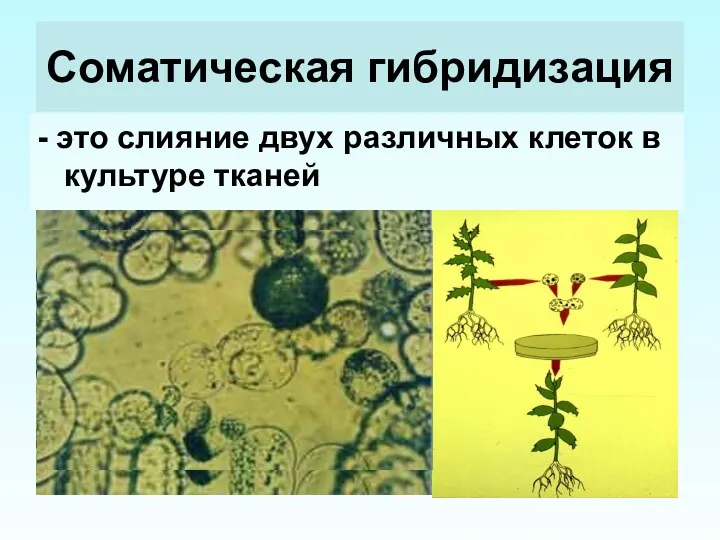 Соматическая гибридизация - это слияние двух различных клеток в культуре тканей