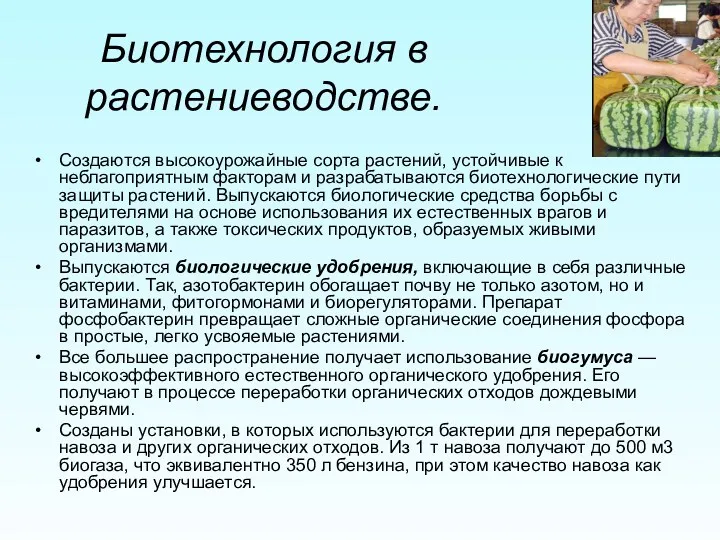 Биотехнология в растениеводстве. Создаются высокоурожайные сорта растений, устойчивые к неблагоприятным