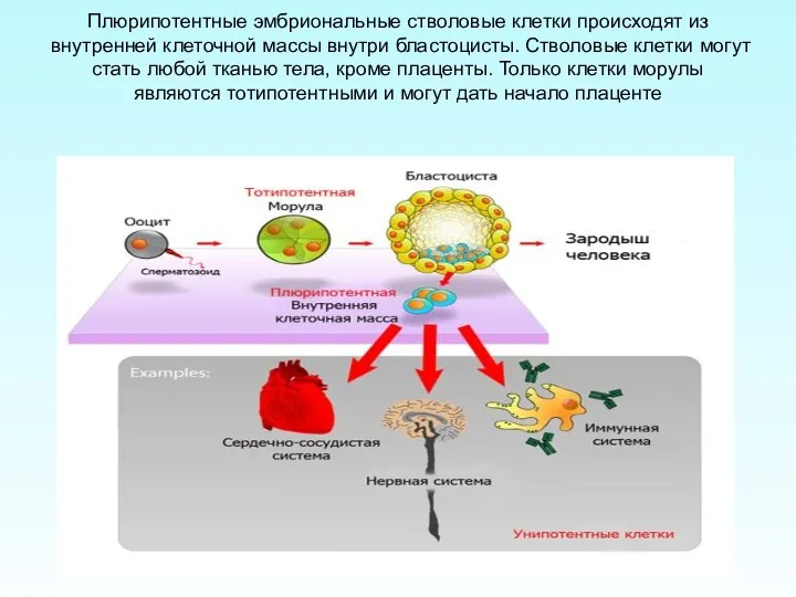 Плюрипотентные эмбриональные стволовые клетки происходят из внутренней клеточной массы внутри